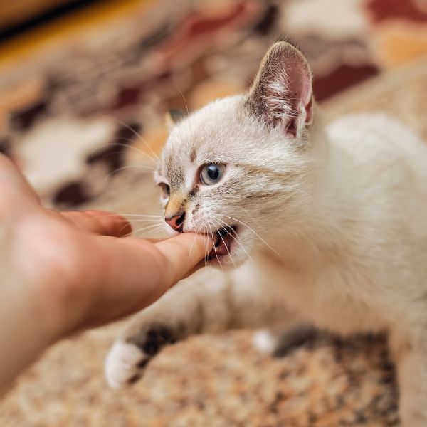 Food clearance aggressive kitten